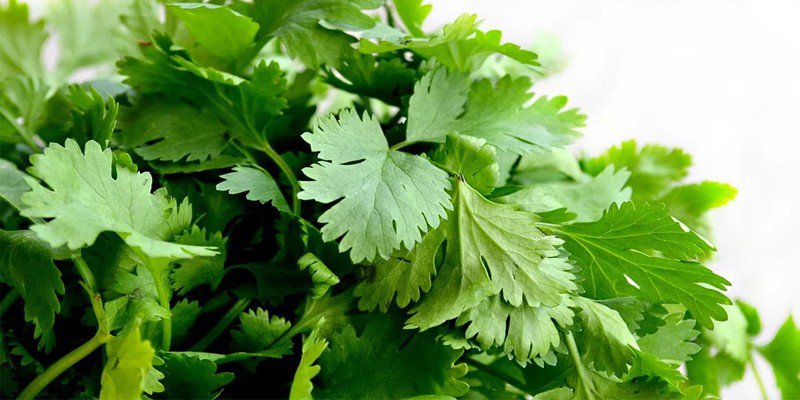 How To Preserve Cilantro Leaves