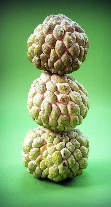 how-long-does-custard-apple-last-tips-to-keep-them-fresh-longer