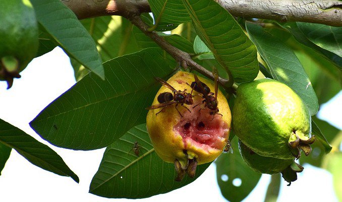 bad guava