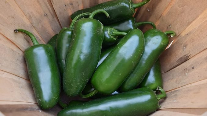 how long do jalapenos last