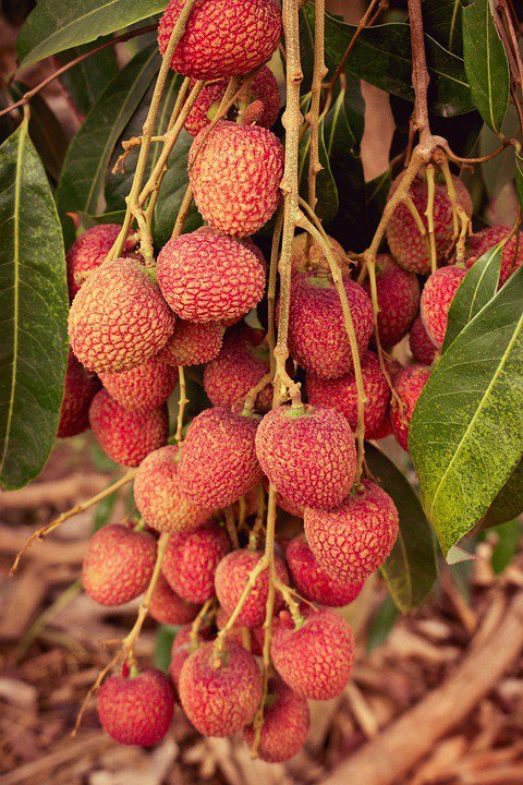 fresh lychee