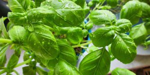 Can You Freeze Basil Leaves