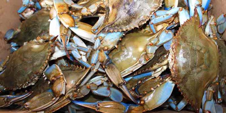 Can You Freeze Blue Crabs? Best Ways To Freeze Them - Pantry Tips