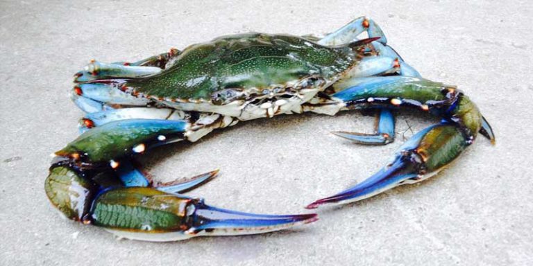 Can You Freeze Blue Crabs Best Ways To Freeze Them Pantry Tips