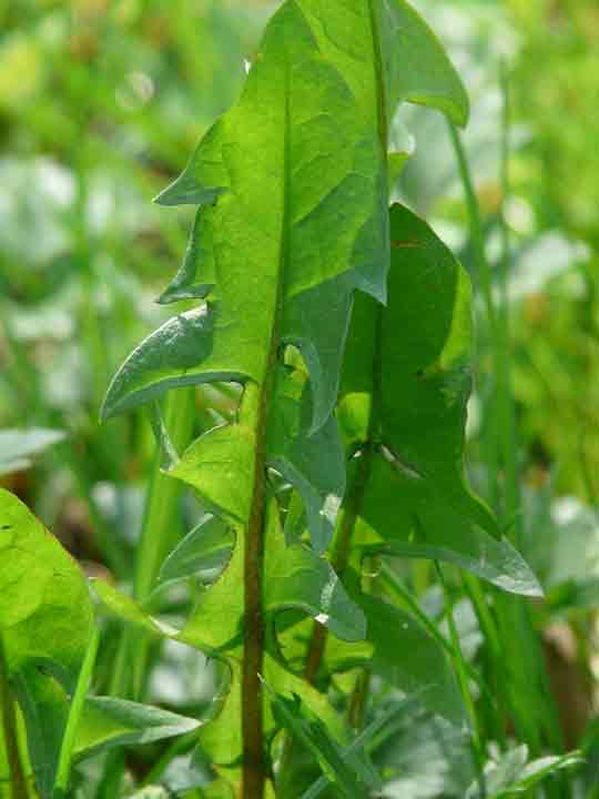 how long does dandelion greens last