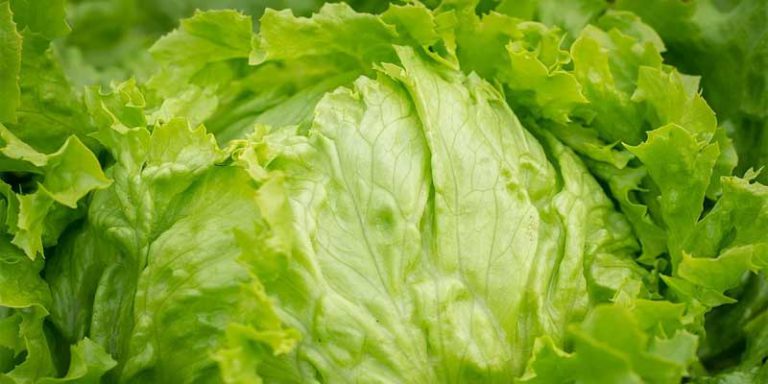 Can You Freeze Iceberg Lettuce Easy Storage Tips Pantry Tips