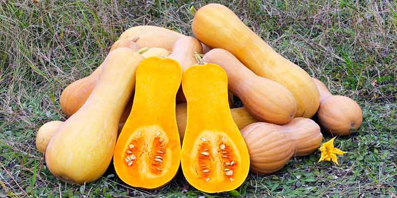 can-butternut-squash-go-bad-pantry-tips