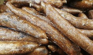 How Long Does Cassava Last
