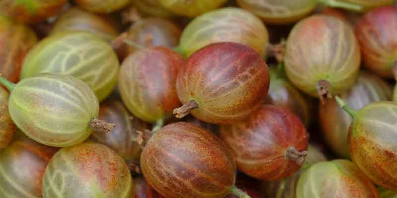 fresh gooseberries