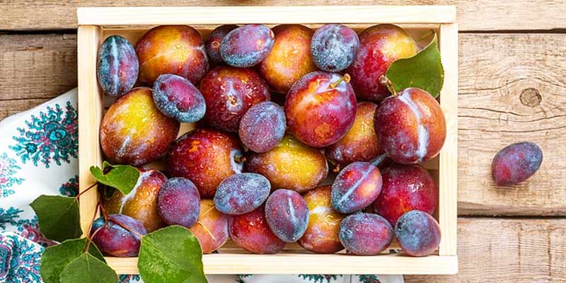 Do Plums Go Bad? Keeping Them Fresh Longer - Pantry Tips