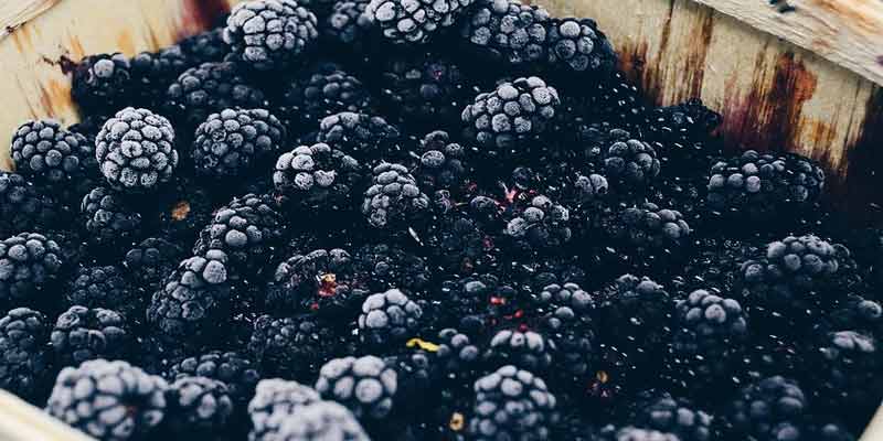 Can you freeze blackberries