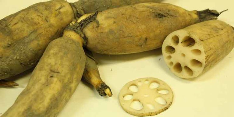 Can You Freeze Lotus Root