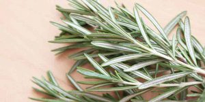 Can You Freeze Rosemary