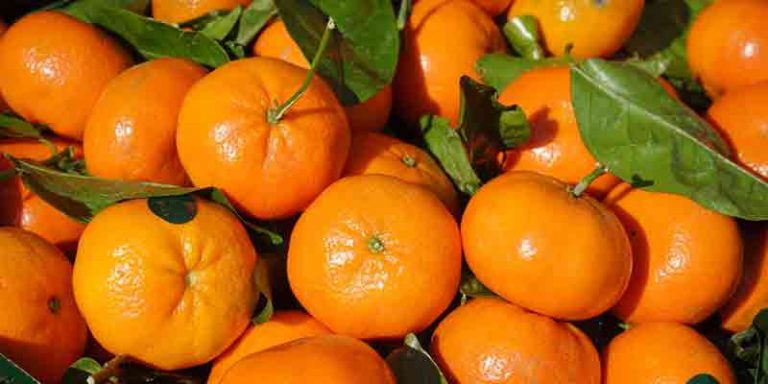 Can You Freeze Mandarin Oranges