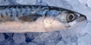 can you freeze mackerel