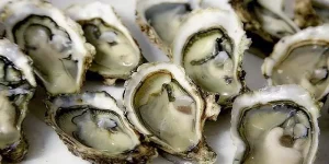 Can You Freeze Oyster