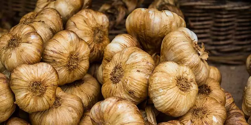 Can You Freeze Roasted Garlic