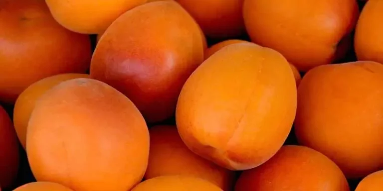 Can You Eat Apricot Skin