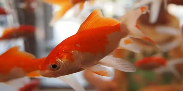 Can You Eat Goldfish