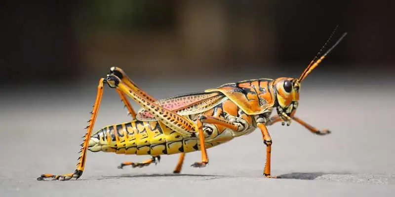 Can You Eat Grasshoppers? - Pantry Tips