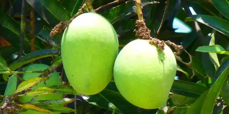 Can You Eat Green Mango