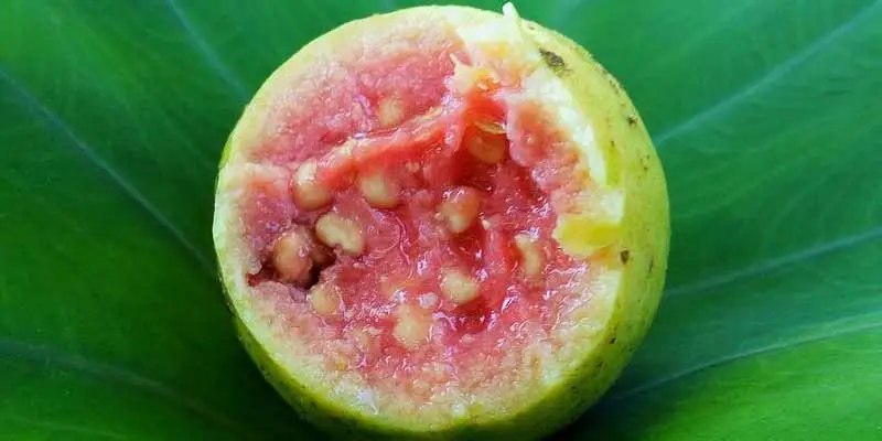 Can You Eat The Seeds In Guava