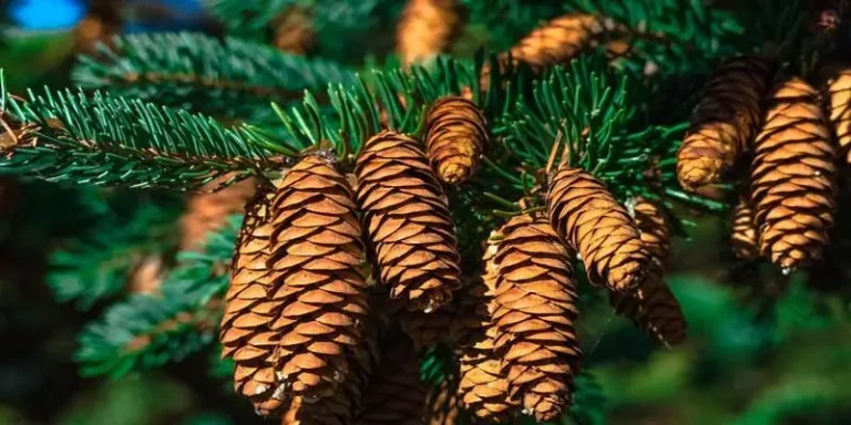 Can You Eat Pine Cones