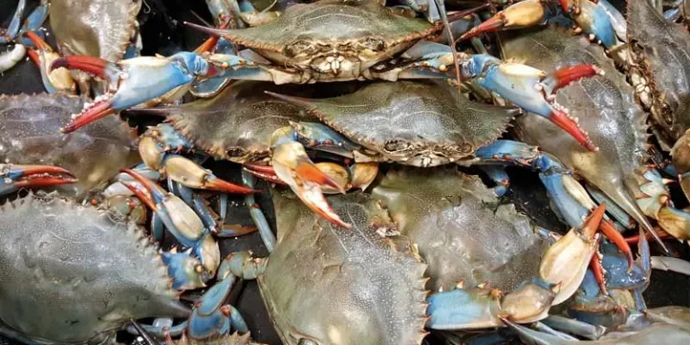 Can You Eat Raw Crabs