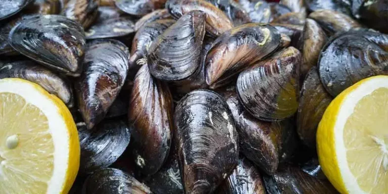 Can You Eat Raw Mussels