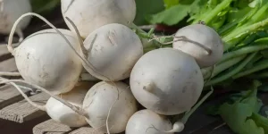 Can You Eat Raw Turnips