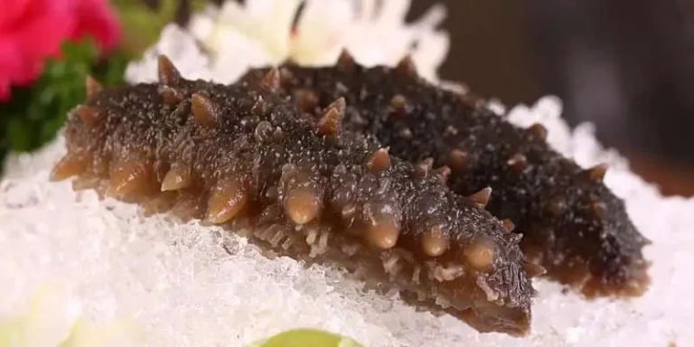 Can You Freeze Sea Cucumber