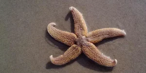 Can You Eat Starfish