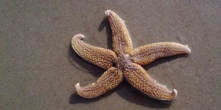 Can You Eat Starfish