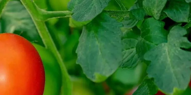 Can You Eat Tomato Leaves