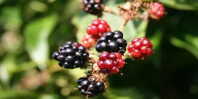 Can You Eat Wild Blackberries