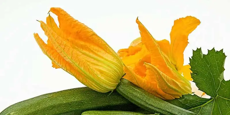 Can You Eat Zucchini Flowers? - Pantry Tips