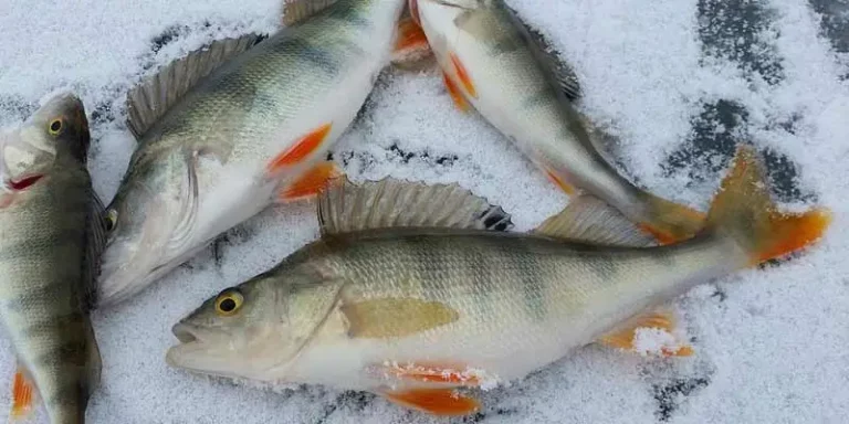 Can You Freeze Perch